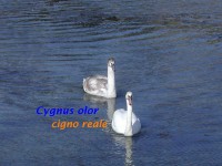 /album/galleria-foto-galleria-fotografica/phoca-thumb-l-cigno-reale-jpg/